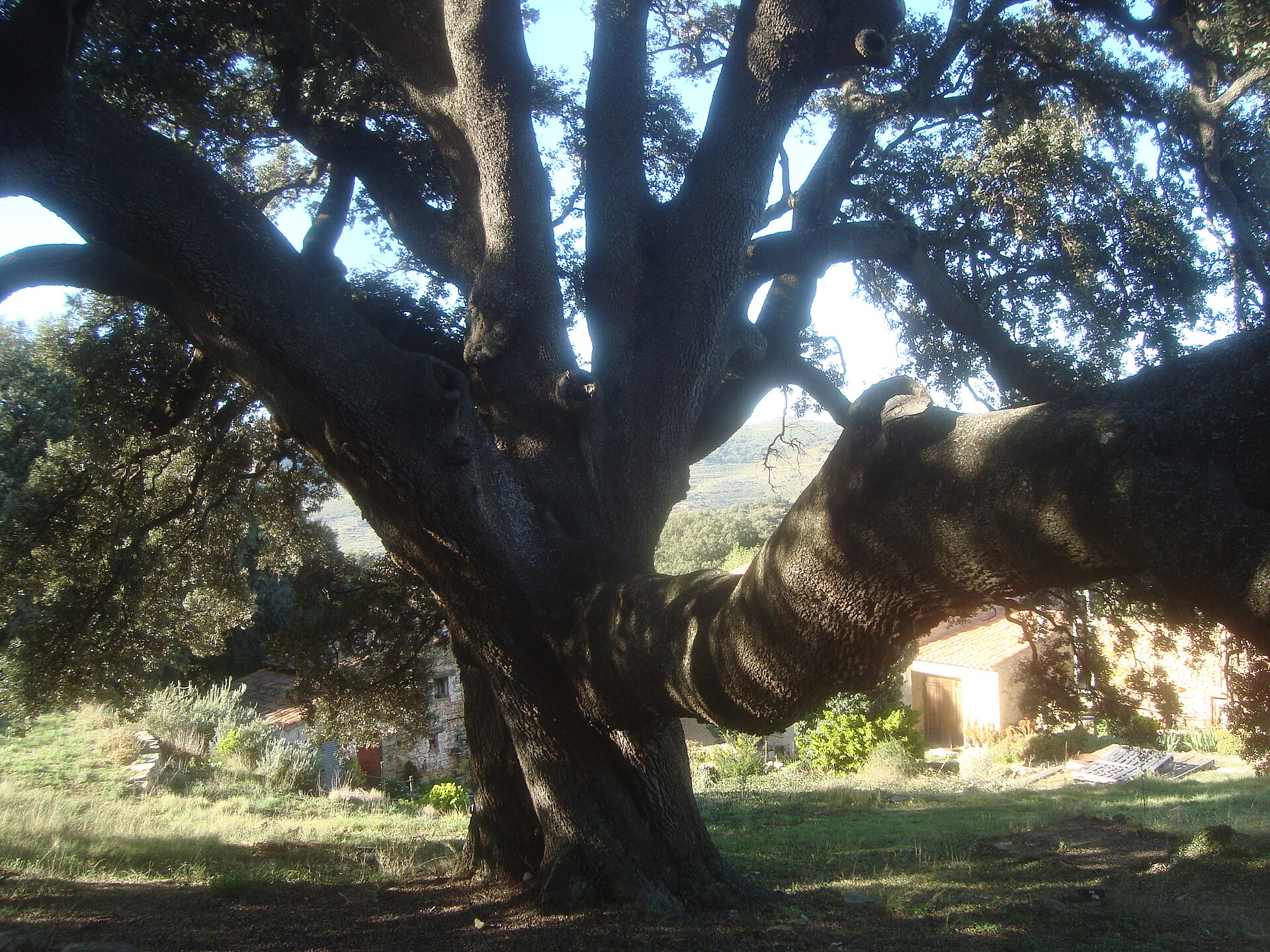 Encina monumental de gran porte y copa amplia en el campo